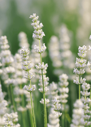 Ellagance Snow Lavender – 20 Seeds