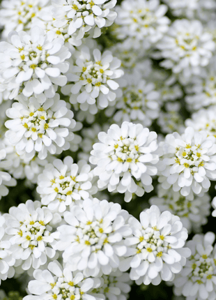 Empress Rocket Candytuft – 100 Seeds
