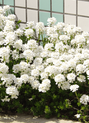 Empress Rocket Candytuft – 100 Seeds