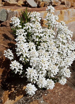 Empress Rocket Candytuft – 100 Seeds