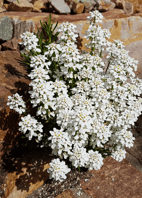 Empress Rocket Candytuft – 100 Seeds