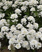 Empress Rocket Candytuft – 100 Seeds