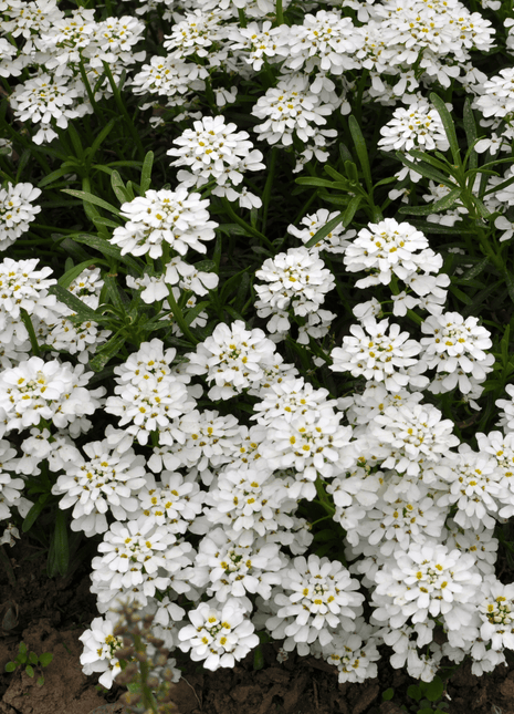 Empress Rocket Candytuft – 100 Seeds