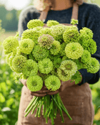Envy Green Zinnia – 25 Seeds