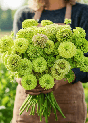 Envy Green Zinnia – 25 Seeds