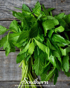 Epazote – 25 Seeds