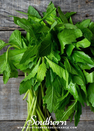 Epazote – 25 Seeds