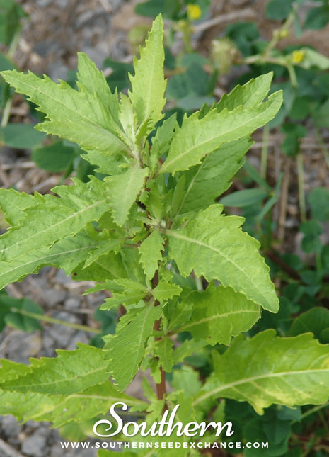 Epazote – 25 Seeds