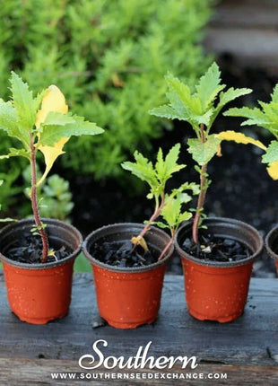 Epazote – 25 Seeds