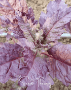 Red Oaxaca Epazote – 100 Seeds