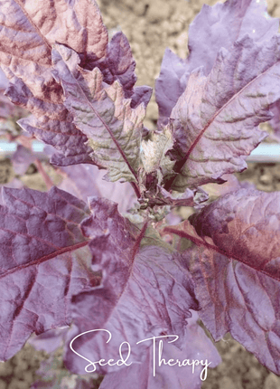 Red Oaxaca Epazote – 100 Seeds