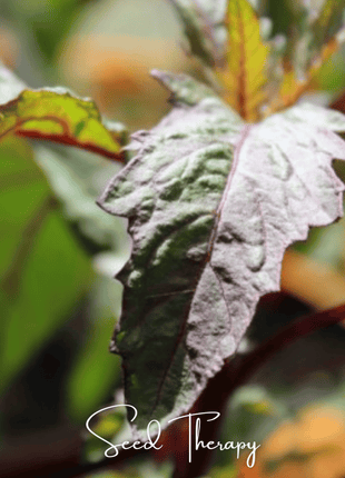 Red Oaxaca Epazote – 100 Seeds