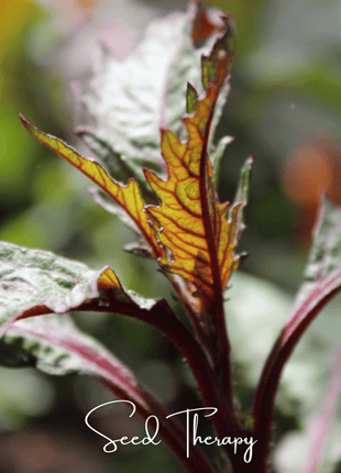 Red Oaxaca Epazote – 100 Seeds