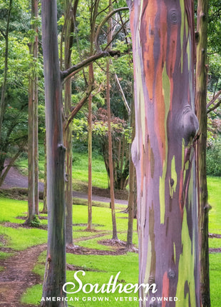 Rainbow Gum Tree Eucalyptus – 100 Seeds