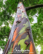 Rainbow Gum Tree Eucalyptus – 100 Seeds