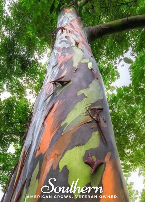 Rainbow Gum Tree Eucalyptus – 100 Seeds