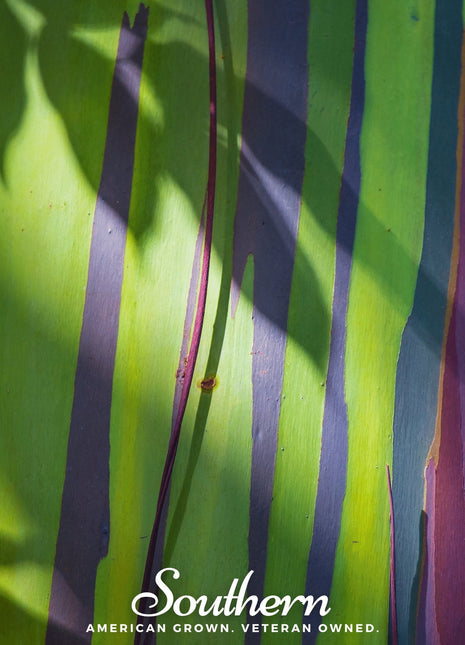 Rainbow Gum Tree Eucalyptus – 100 Seeds