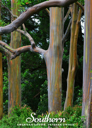 Rainbow Gum Tree Eucalyptus – 100 Seeds