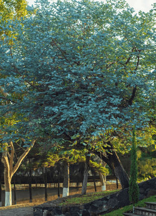 Silver Dollar Eucalyptus – 20 Seeds