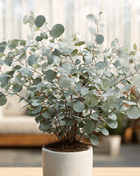 Silver Dollar Eucalyptus – 20 Seeds
