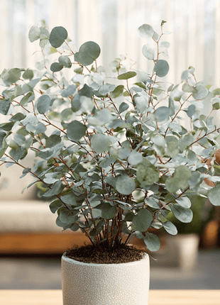 Silver Dollar Eucalyptus – 20 Seeds