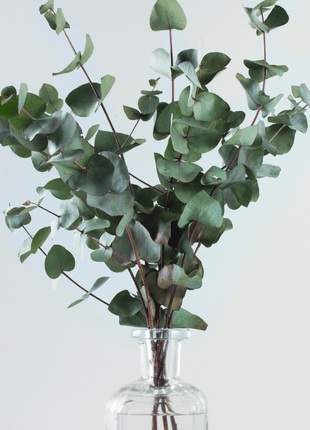 Silver Dollar Eucalyptus – 20 Seeds