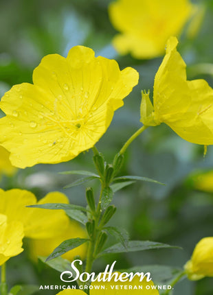 Common Evening Primrose – 100 Seeds