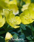 Common Evening Primrose – 100 Seeds