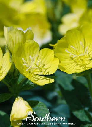 Common Evening Primrose – 100 Seeds