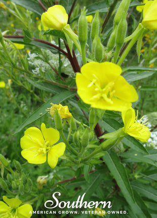 Common Evening Primrose – 100 Seeds