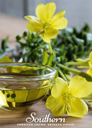 Common Evening Primrose – 100 Seeds