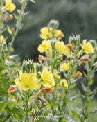 Evening Primrose – 100 Seeds