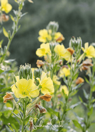Evening Primrose – 100 Seeds