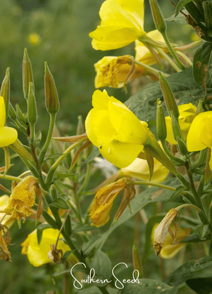 Evening Primrose – 100 Seeds
