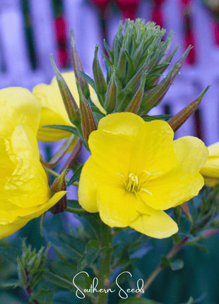 Evening Primrose – 100 Seeds