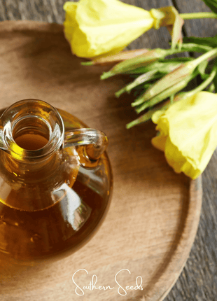 Evening Primrose – 100 Seeds