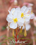 Pale Evening Primrose – 100 Seeds