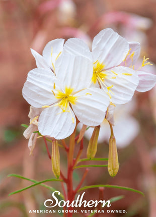 Pale Evening Primrose – 100 Seeds