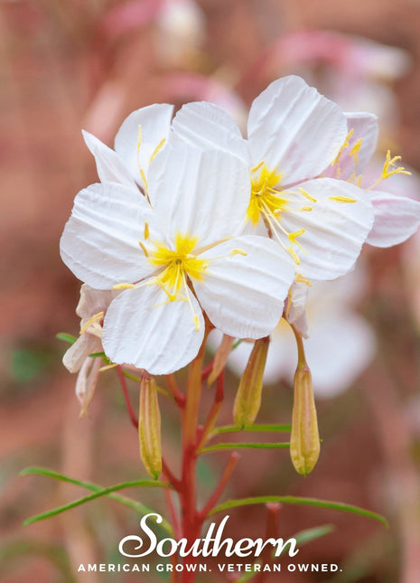 Pale Evening Primrose – 100 Seeds