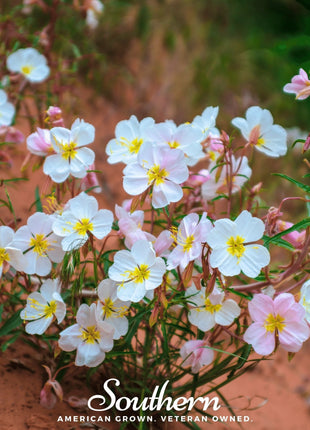 Pale Evening Primrose – 100 Seeds
