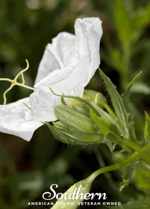 Pale Evening Primrose – 100 Seeds
