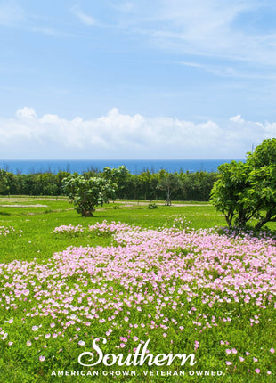 Pale Evening Primrose – 100 Seeds