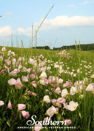 Showy Evening Primrose (Pink Ladies) – 100 Seeds