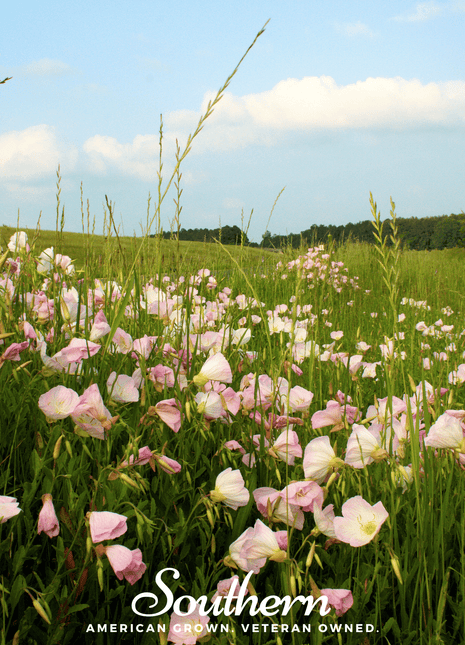 Showy Evening Primrose (Pink Ladies) – 100 Seeds