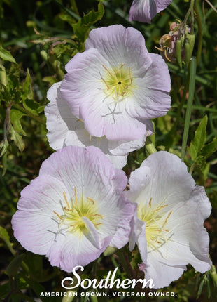 Showy Evening Primrose (Pink Ladies) – 100 Seeds