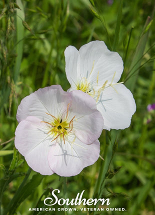 Showy Evening Primrose (Pink Ladies) – 100 Seeds