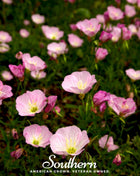 Showy Evening Primrose (Pink Ladies) – 100 Seeds