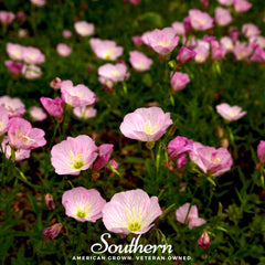 Collection image for: Evening Primrose