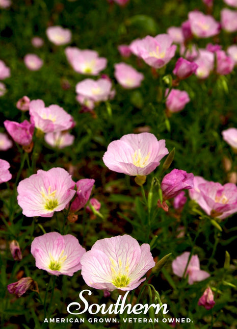 Showy Evening Primrose (Pink Ladies) – 100 Seeds