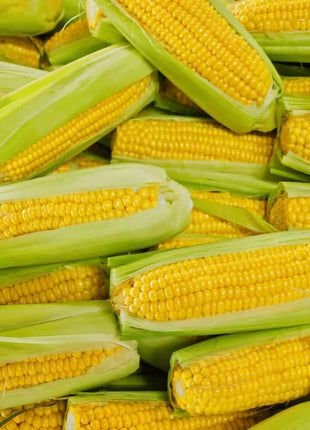 Kandy Korn Corn – 30 Seeds